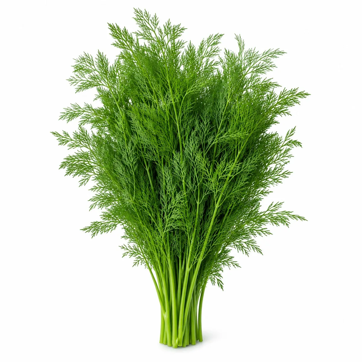Dill