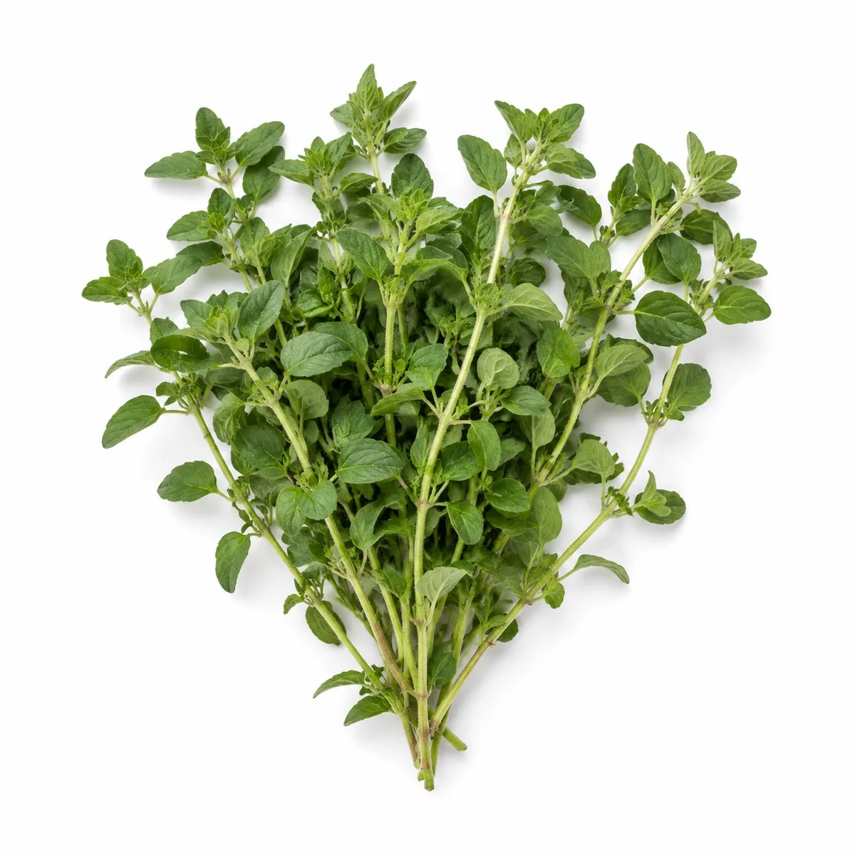 Färsk oregano