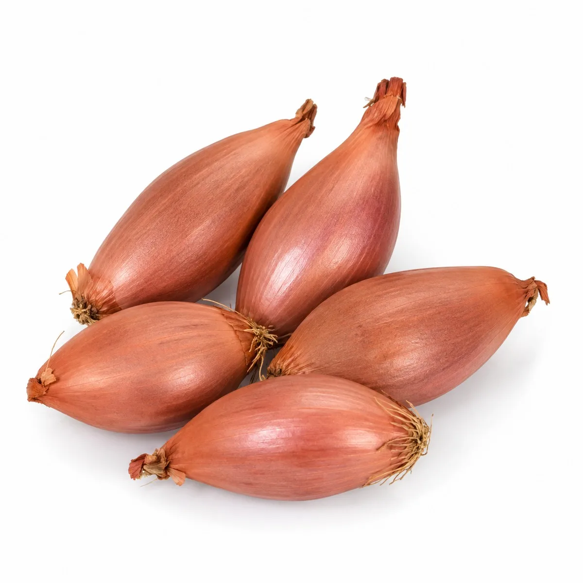 Schalottenlök